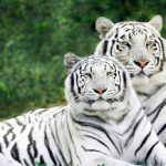 Tijger Witte tijger